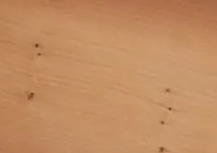 Furnier Eibe